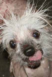 Фотография «Rascal The World's Ugliest Dog»